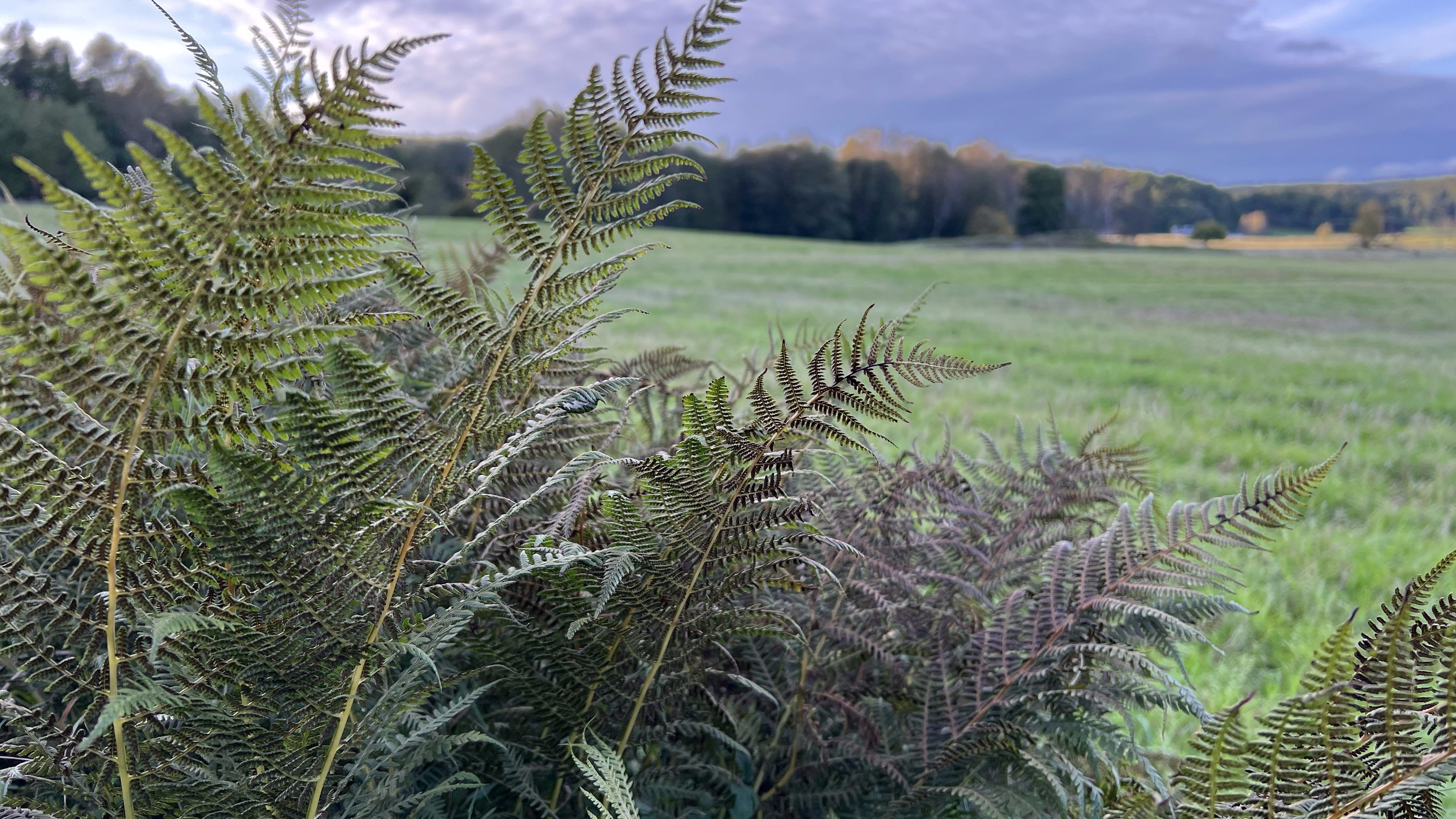 Green surroundings near the cabin