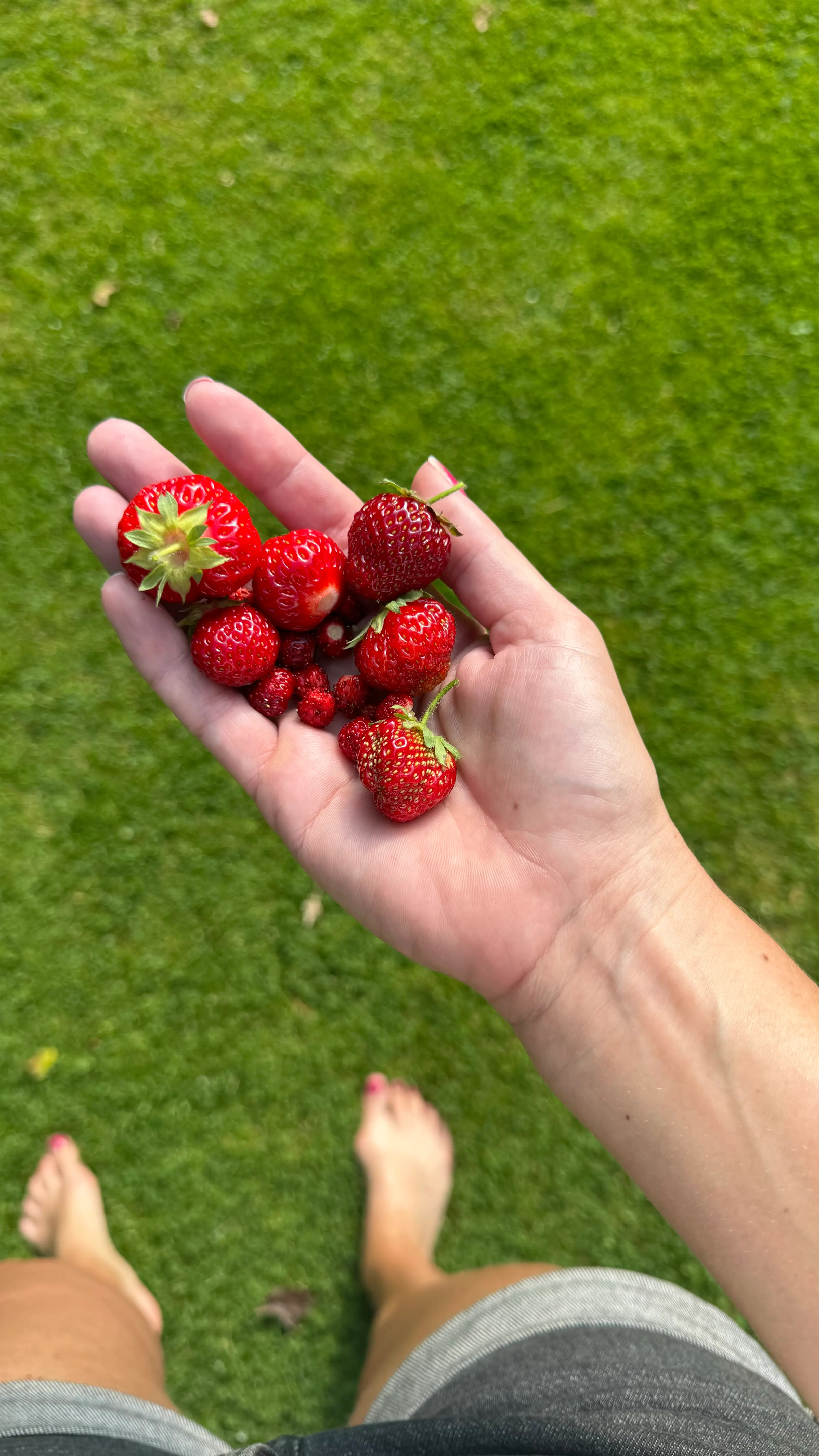 A hand full of strawberries